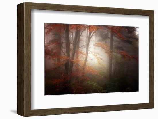 Forest Light-Philippe Sainte-Laudy-Framed Photographic Print