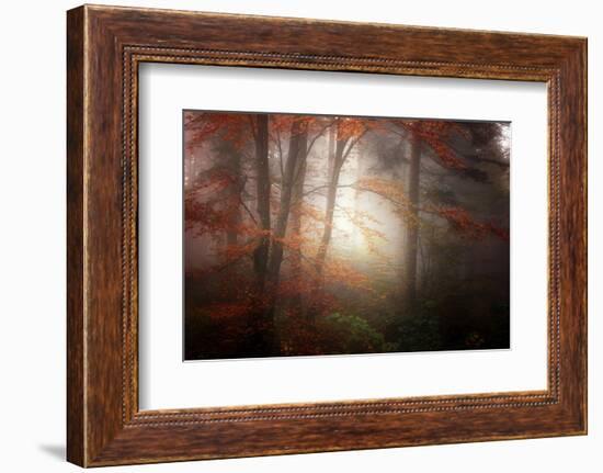Forest Light-Philippe Sainte-Laudy-Framed Photographic Print