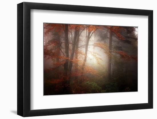 Forest Light-Philippe Sainte-Laudy-Framed Photographic Print