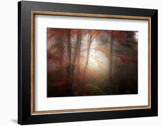 Forest Light-Philippe Sainte-Laudy-Framed Photographic Print