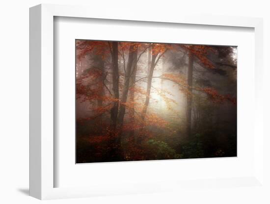 Forest Light-Philippe Sainte-Laudy-Framed Photographic Print