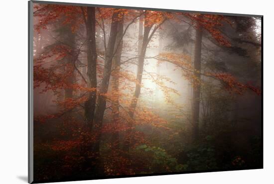 Forest Light-Philippe Sainte-Laudy-Mounted Photographic Print