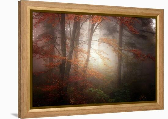 Forest Light-Philippe Sainte-Laudy-Framed Premier Image Canvas