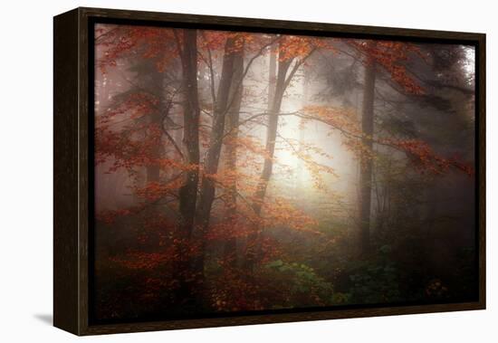 Forest Light-Philippe Sainte-Laudy-Framed Premier Image Canvas