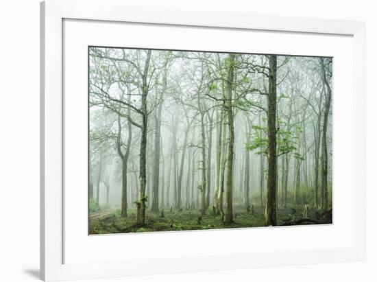 Forest Melody-Bobby Joshi-Framed Giclee Print