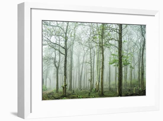 Forest Melody-Bobby Joshi-Framed Giclee Print