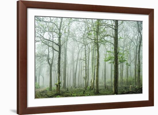 Forest Melody-Bobby Joshi-Framed Giclee Print