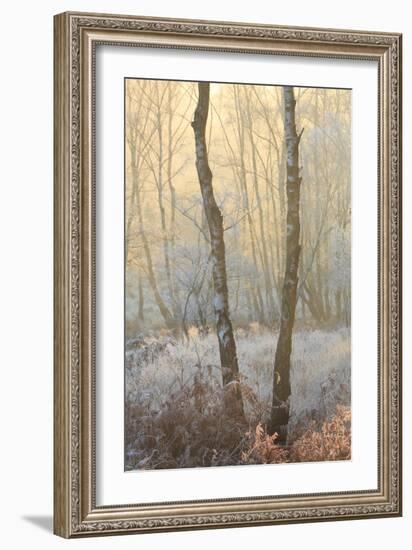 Forest Mist-David Baker-Framed Photographic Print