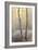 Forest Mist-David Baker-Framed Photographic Print