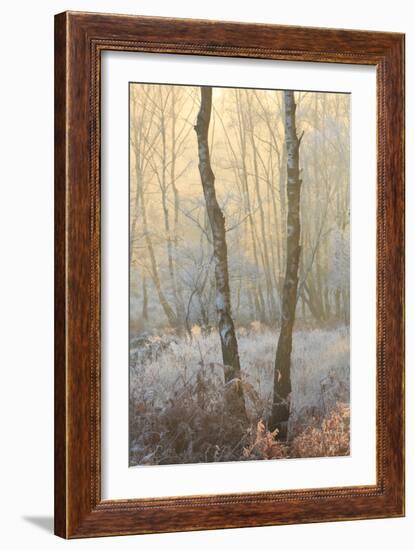 Forest Mist-David Baker-Framed Photographic Print