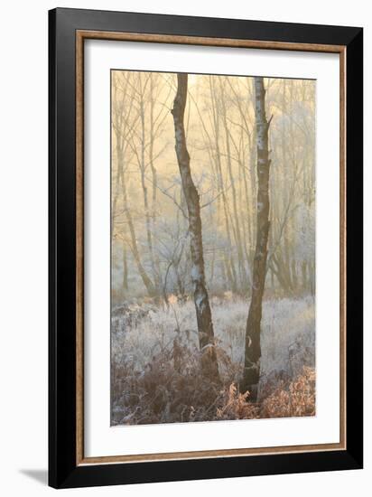 Forest Mist-David Baker-Framed Photographic Print