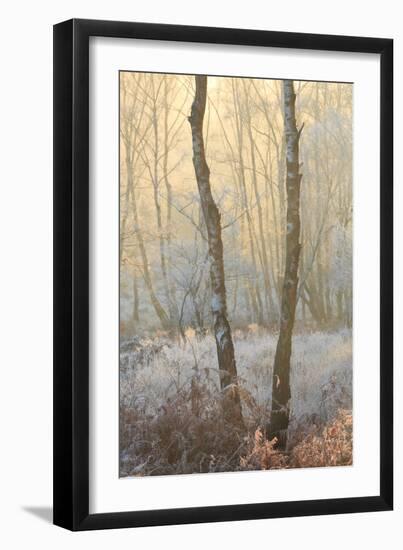 Forest Mist-David Baker-Framed Photographic Print