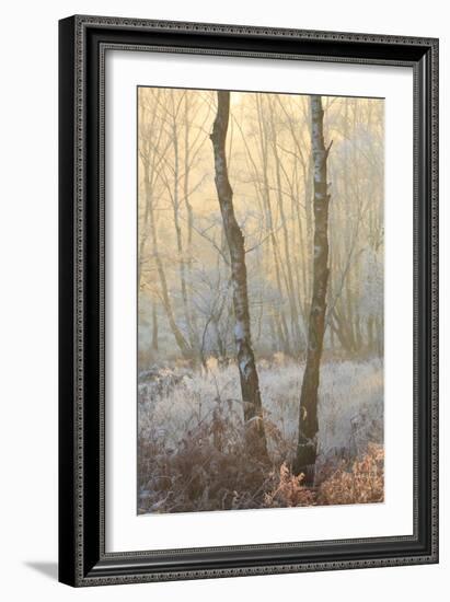 Forest Mist-David Baker-Framed Photographic Print