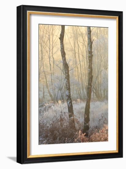 Forest Mist-David Baker-Framed Photographic Print