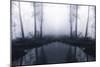 Forest Mist-PhotoINC Studio-Mounted Photographic Print