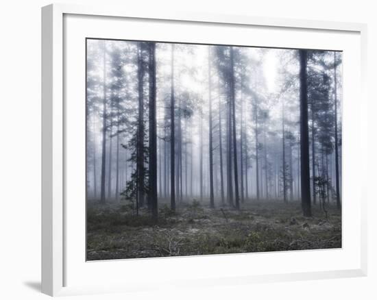 Forest Mists-Andreas Stridsberg-Framed Giclee Print