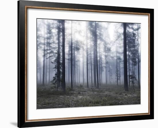 Forest Mists-Andreas Stridsberg-Framed Giclee Print