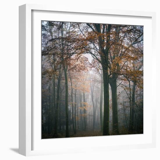 Forest Mood-Philippe Manguin-Framed Premium Photographic Print