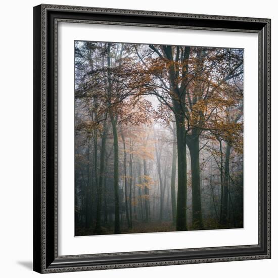 Forest Mood-Philippe Manguin-Framed Premium Photographic Print