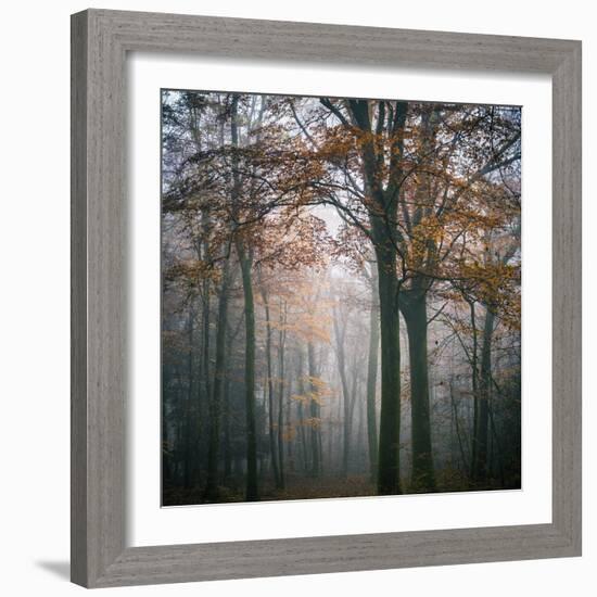 Forest Mood-Philippe Manguin-Framed Photographic Print