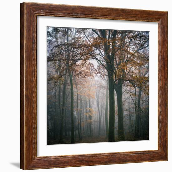 Forest Mood-Philippe Manguin-Framed Photographic Print