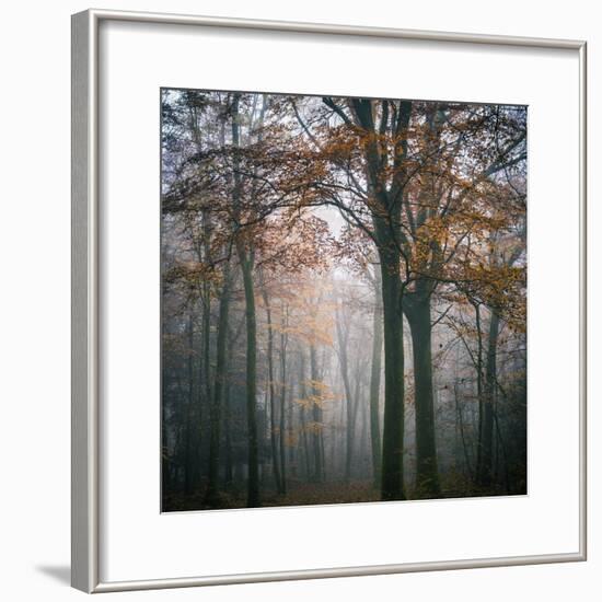 Forest Mood-Philippe Manguin-Framed Photographic Print
