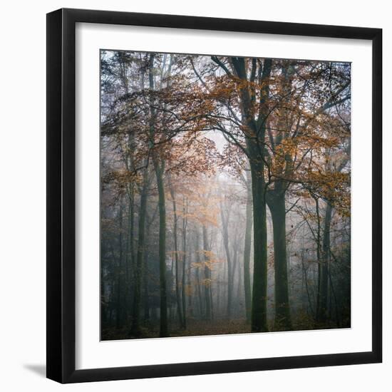 Forest Mood-Philippe Manguin-Framed Photographic Print