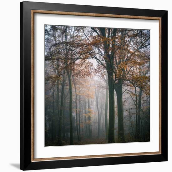 Forest Mood-Philippe Manguin-Framed Photographic Print