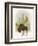 Forest Moose-Ryan Fowler-Framed Art Print