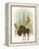 Forest Moose-Ryan Fowler-Framed Stretched Canvas