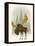 Forest Moose-Ryan Fowler-Framed Stretched Canvas