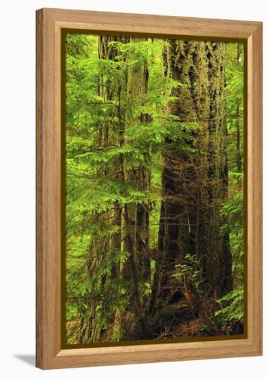 Forest, Moran State Park, Washington, USA-Michel Hersen-Framed Premier Image Canvas