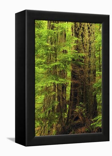 Forest, Moran State Park, Washington, USA-Michel Hersen-Framed Premier Image Canvas