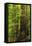 Forest, Moran State Park, Washington, USA-Michel Hersen-Framed Premier Image Canvas