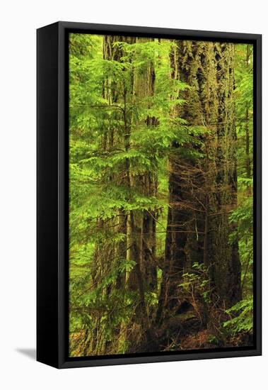 Forest, Moran State Park, Washington, USA-Michel Hersen-Framed Premier Image Canvas