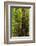 Forest, Moran State Park, Washington, USA-Michel Hersen-Framed Photographic Print