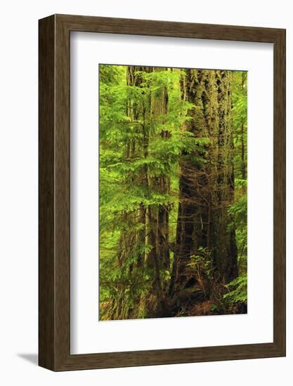 Forest, Moran State Park, Washington, USA-Michel Hersen-Framed Photographic Print