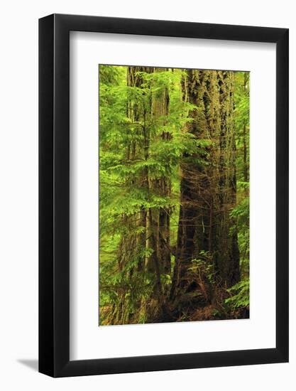 Forest, Moran State Park, Washington, USA-Michel Hersen-Framed Photographic Print