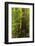 Forest, Moran State Park, Washington, USA-Michel Hersen-Framed Photographic Print