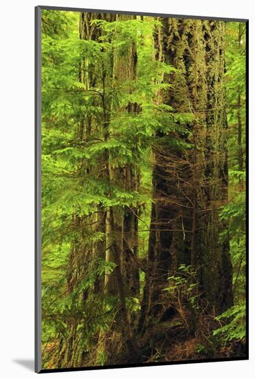 Forest, Moran State Park, Washington, USA-Michel Hersen-Mounted Photographic Print