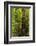 Forest, Moran State Park, Washington, USA-Michel Hersen-Framed Photographic Print