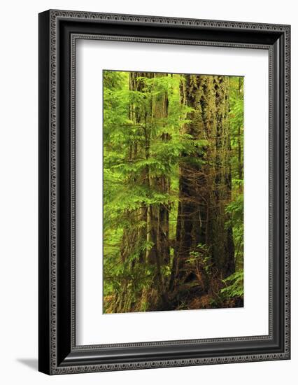 Forest, Moran State Park, Washington, USA-Michel Hersen-Framed Photographic Print