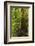 Forest, Moran State Park, Washington, USA-Michel Hersen-Framed Photographic Print