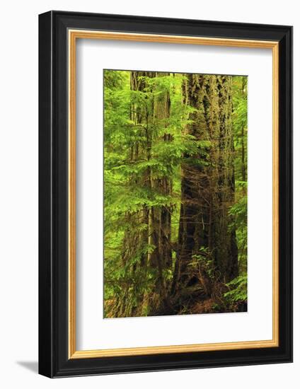 Forest, Moran State Park, Washington, USA-Michel Hersen-Framed Photographic Print