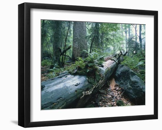 Forest, Natural, Germany-Thonig-Framed Photographic Print