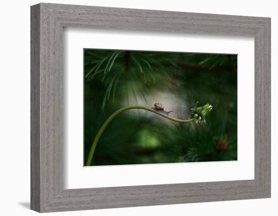 Forest nook-null-Framed Photographic Print