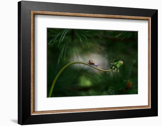 Forest nook-null-Framed Photographic Print