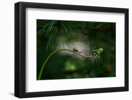 Forest nook-null-Framed Photographic Print