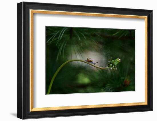 Forest nook-null-Framed Photographic Print