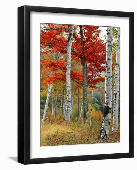 Forest of Birch and Maples in Autumn Colors, Wyman Lake, Maine, USA-Jaynes Gallery-Framed Photographic Print